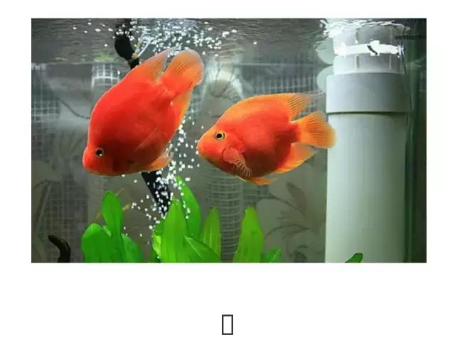 血鹦鹉鱼疾病和治疗方法,红鹦鹉怎么治疗最有效