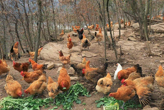 2万只土鸡一年利润多少,土鸡是怎样卖到1-2百块钱的