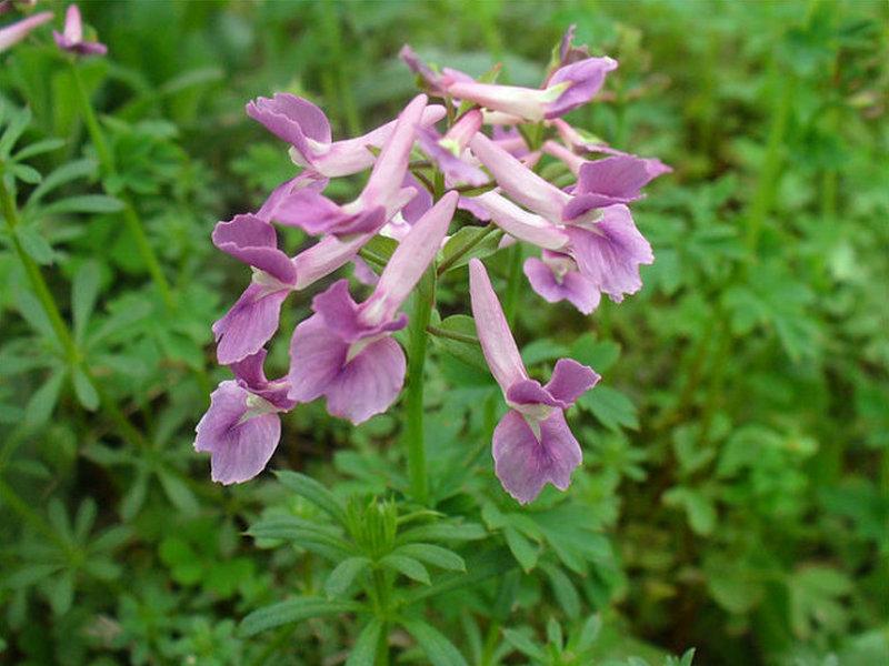 改善癌性疼痛的中成药,一：活血消癥止痛类