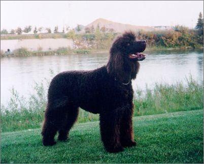 世上最罕见的狗品种图片,全世界狗品种视频