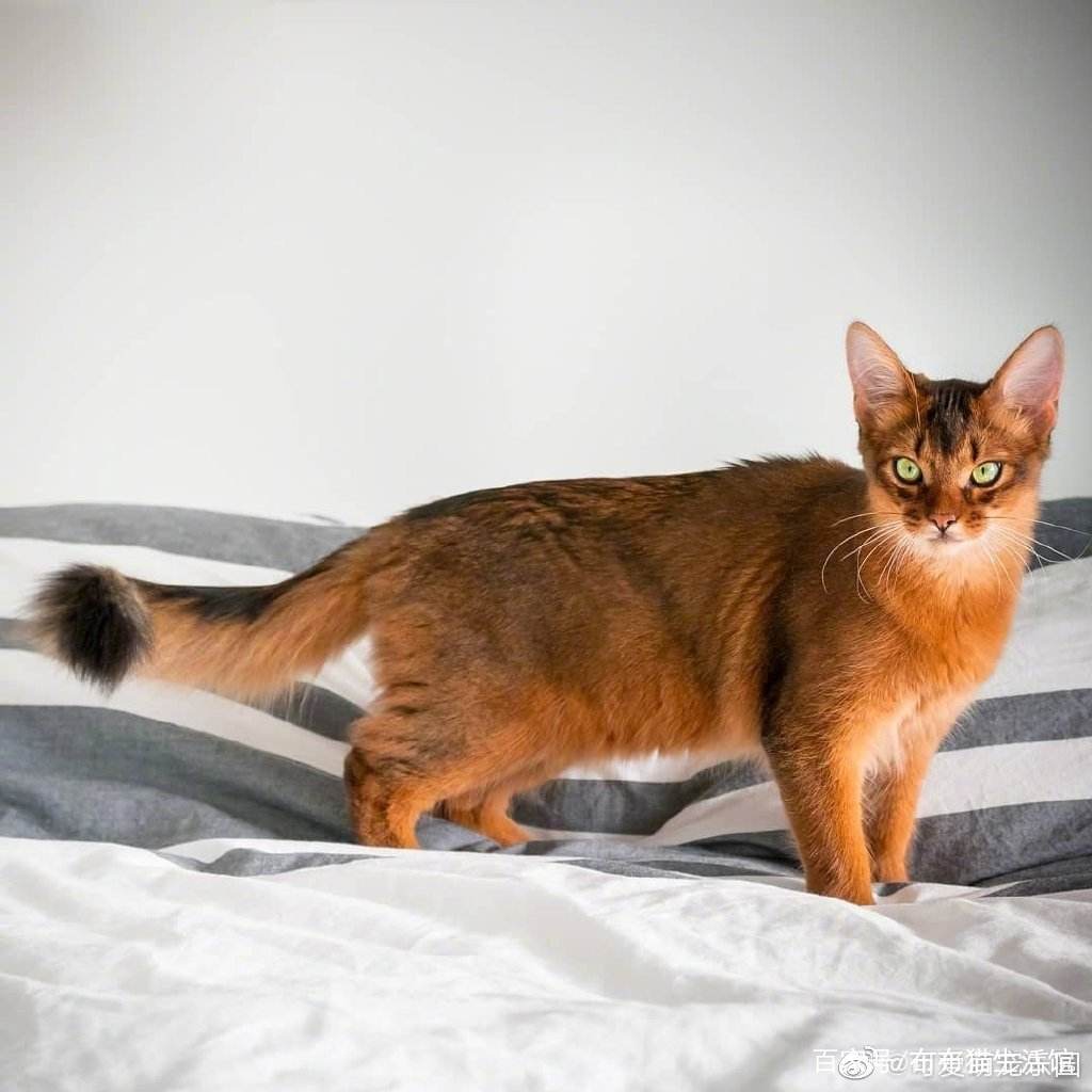 世界45种名犬图片大型犬,世界100种猫图片