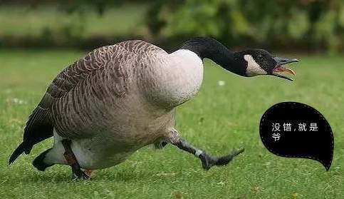 canadagoose品牌,canadagoose加拿大鹅