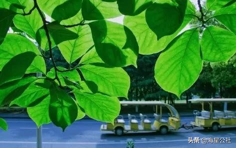 无锡这8大开放式公园高颜值,适合晨夕散步绿荫避暑