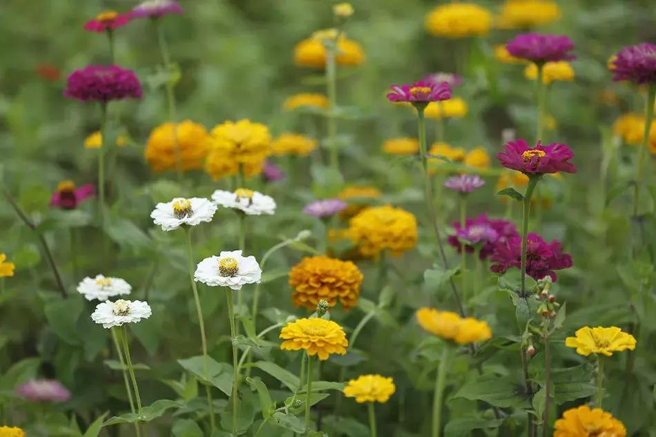 百花图谱大全100幅,工笔百花图谱100种