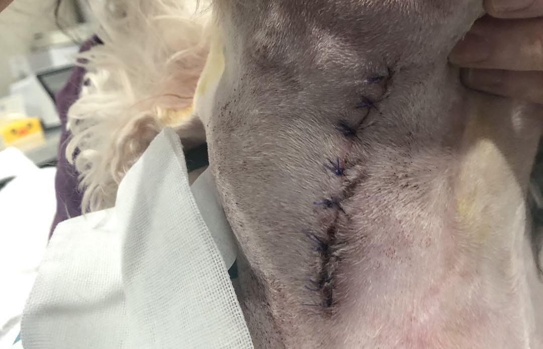 狗狗身上有肿块起脓是怎么回事,如果狗狗身上有虫子怎么办