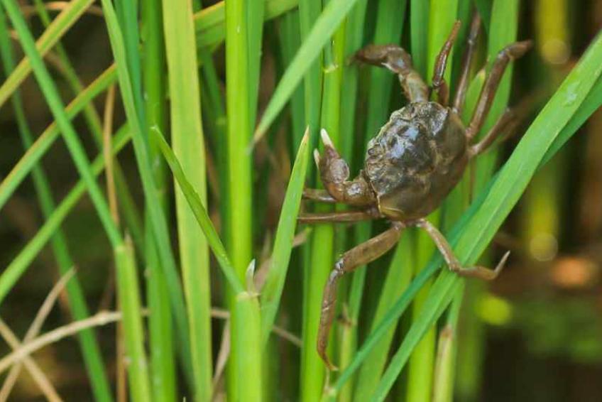 农产品期货市场具有哪些功能,我国农民如何利用农产品期货