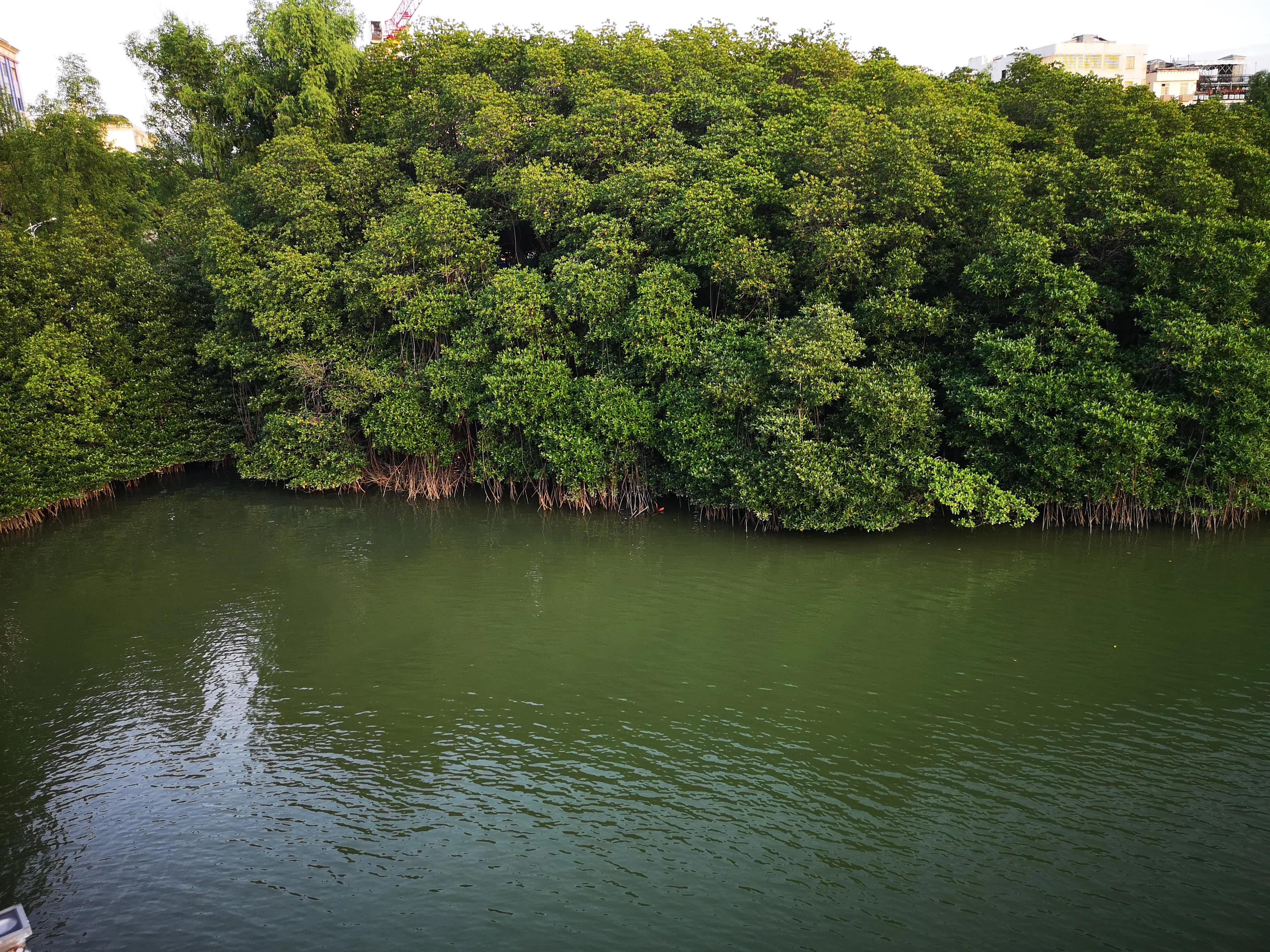 三亚红树林,神奇的亚马逊雨林
