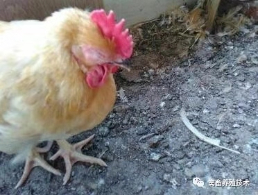 鸡出现肿头肿脸喂什么药,如何治疗鸡肿头肿脸