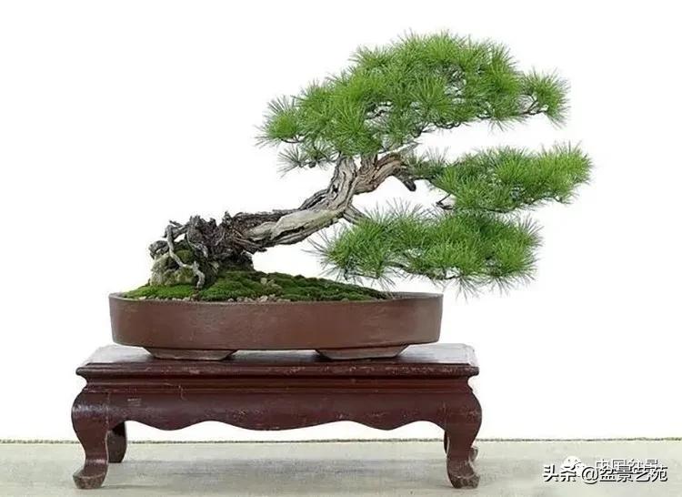 金银花盆景的修剪方法,盆景的修剪知识与技法