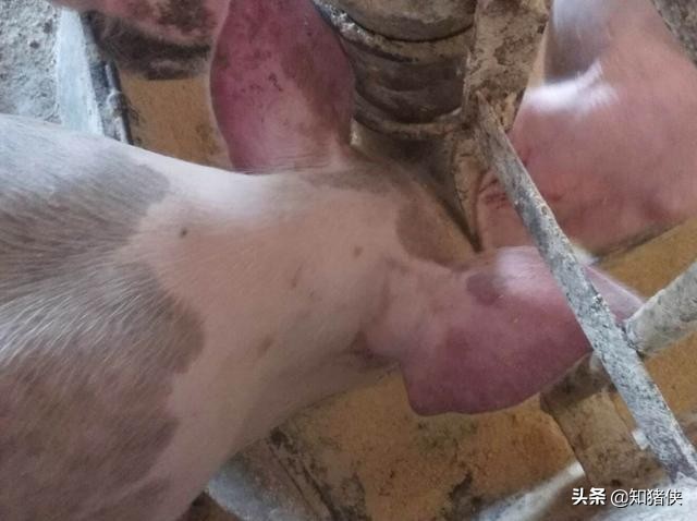 猪耳朵发红发紫是什么病用什么药,猪耳全部发红发紫是什么病