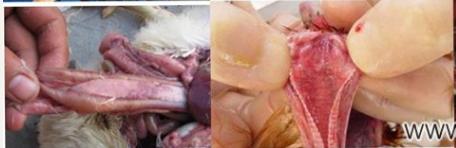 禽流感救治的几率有多大,肝病毒禽流感