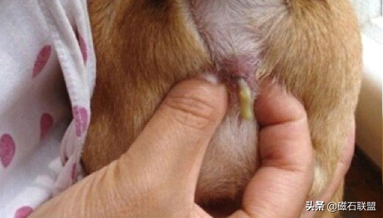 法斗洗澡的正确方法不臭,法斗洗澡臭怎么办