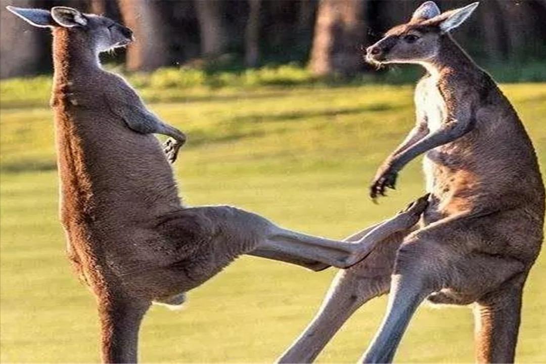 中国发现480吨黄金是真的吗,中国发现了大量黄金吗