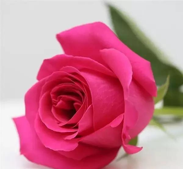 玫瑰有几种品种图片及名称,玫瑰品种分类名称及图片介绍