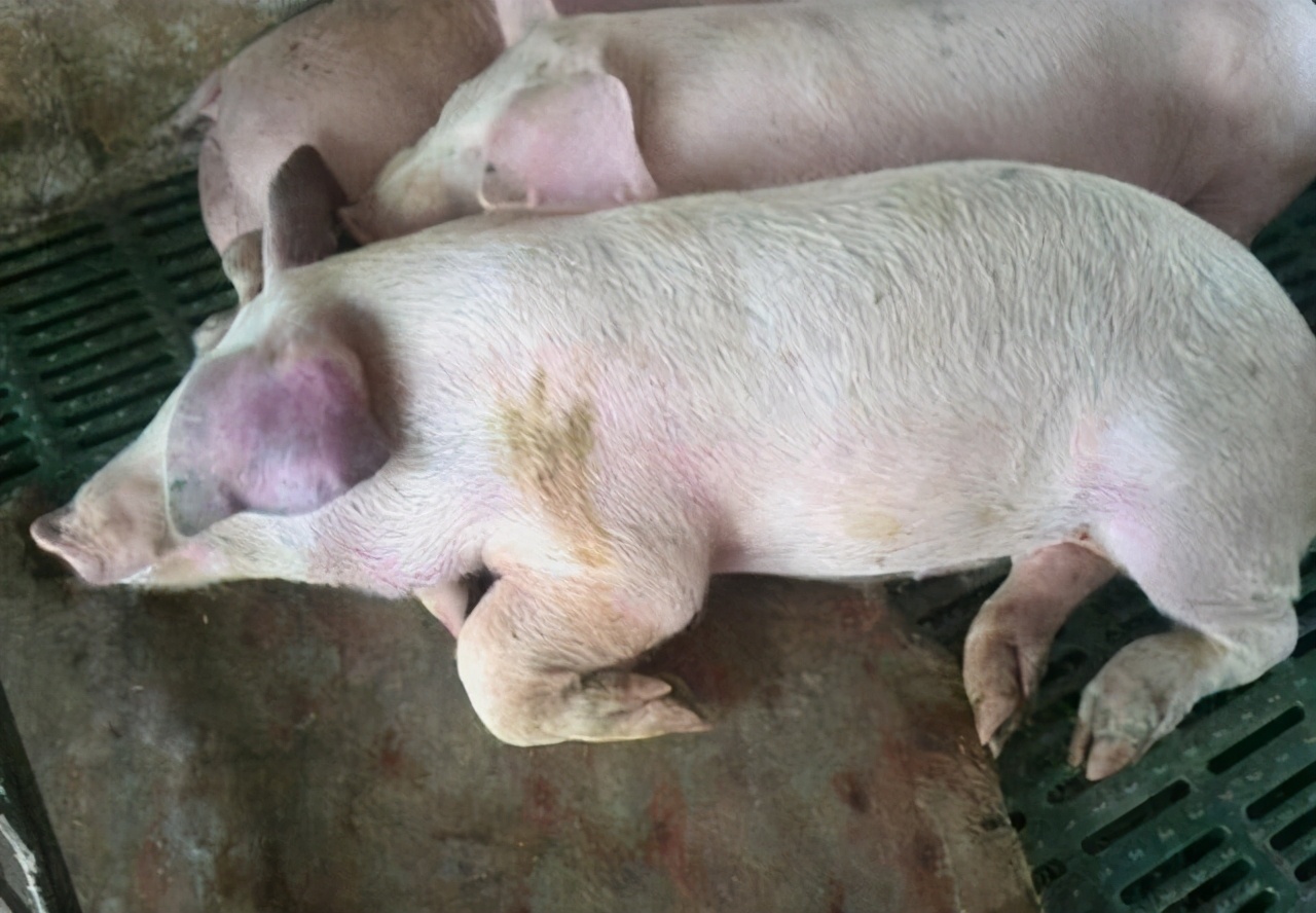 猪场存在两种蓝耳病怎么解决,猪场蓝耳病控制方案