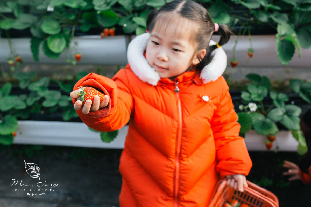 几百亩草莓采摘基地，无销售，不够卖，老板：绿色天然无公害