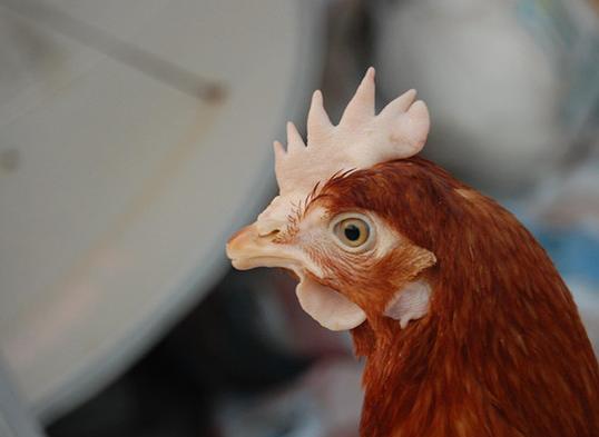 鸡冠发白是什么病用什么药能治好,鸡冠发黄可能什么病