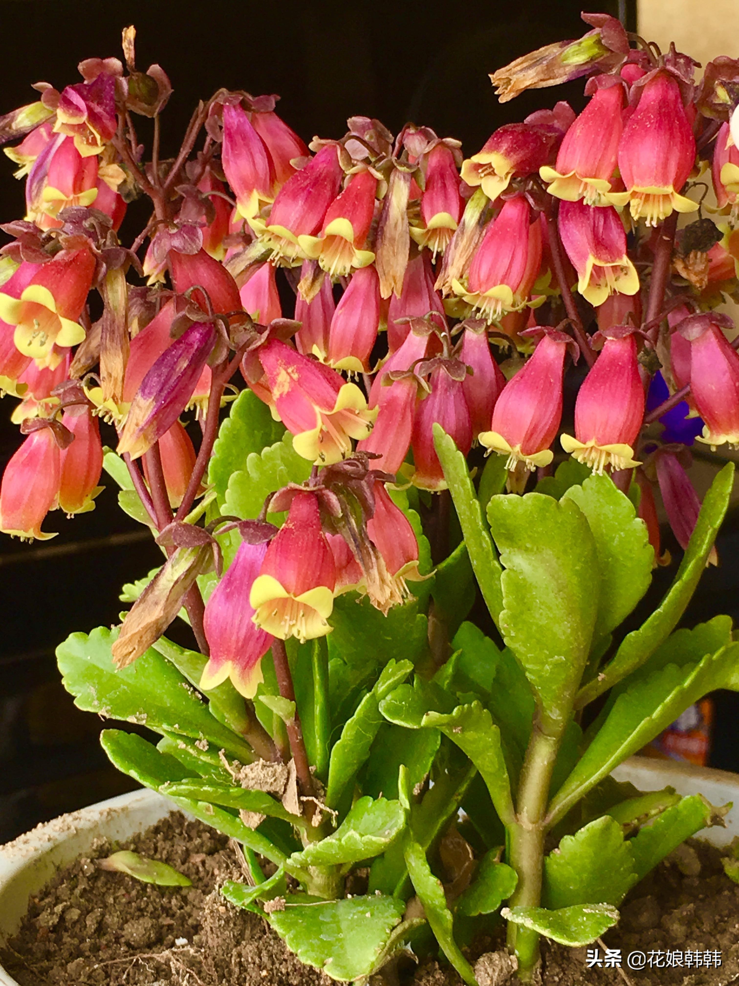 长寿花花苞期间怎样养护,怎么养长寿花花苞多