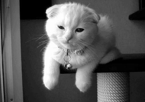 铲屎官别怕猫咪来保护你,猫咪对铲屎官的占有欲