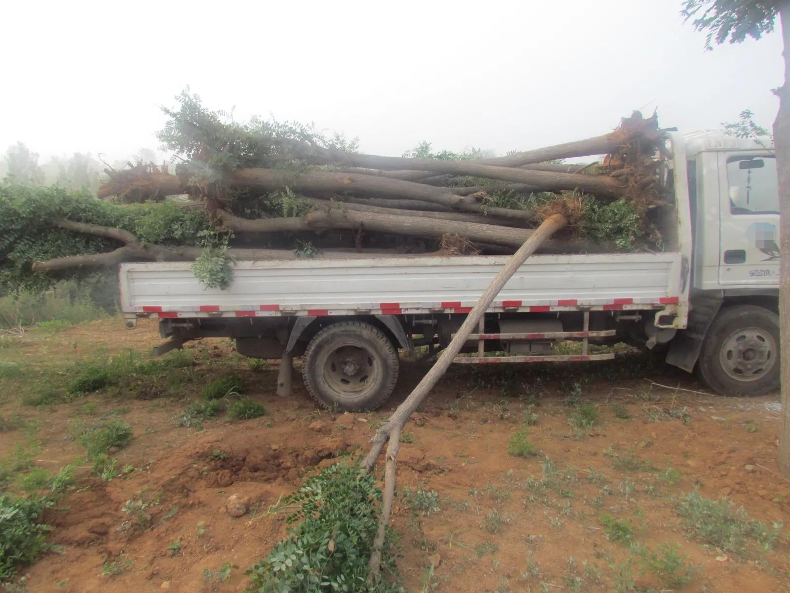 偷树贼落网了视频,偷树贼的故事100个