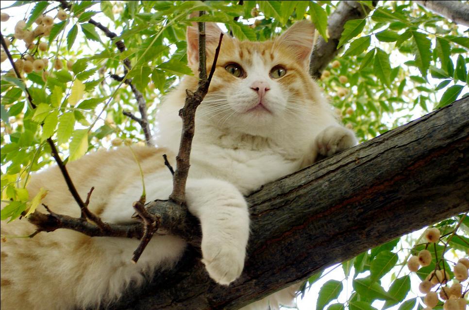 猫咪冻干吃多了上火了的症状,猫咪眼睛上火滴什么眼药水