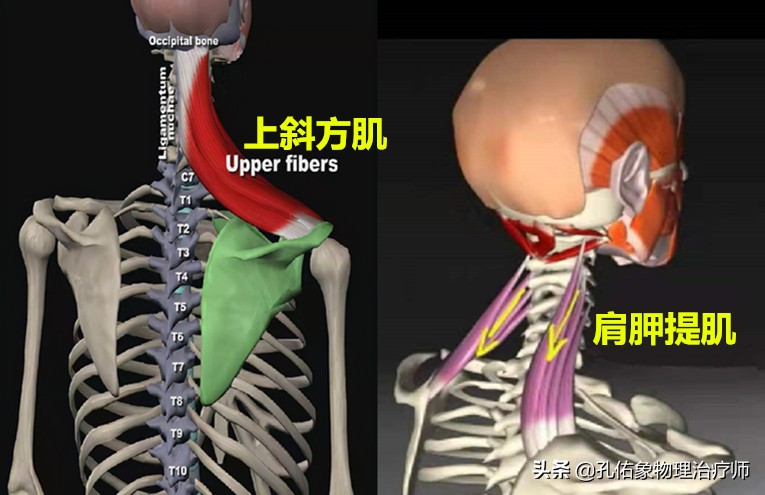 肩膀后部疼痛什么原因,肩胛骨和肩膀关节疼痛什么原因