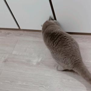 打造人宠共乐的家—“铲S官”的装修笔记