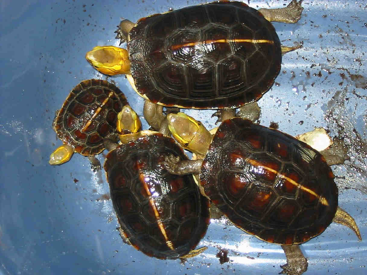 匠志萌宠乐园教学,匠志萌宠