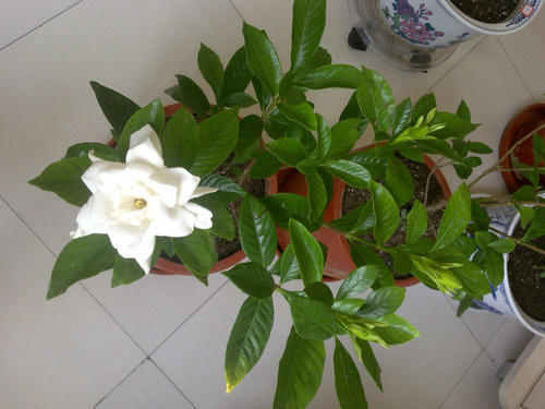 盆栽栀子花要怎么养才开花,新手养栀子花怎么才能快速开花