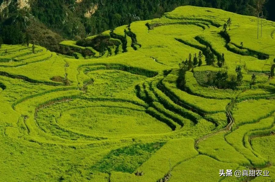 广州江南市场菜价指数飙升8.82%,菜心系列暴涨,究竟为哪般?