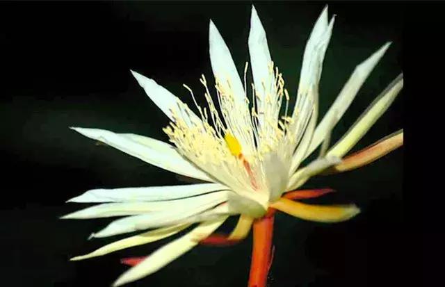 只求最贵是哪部电影台词,只求最贵不求最好视频