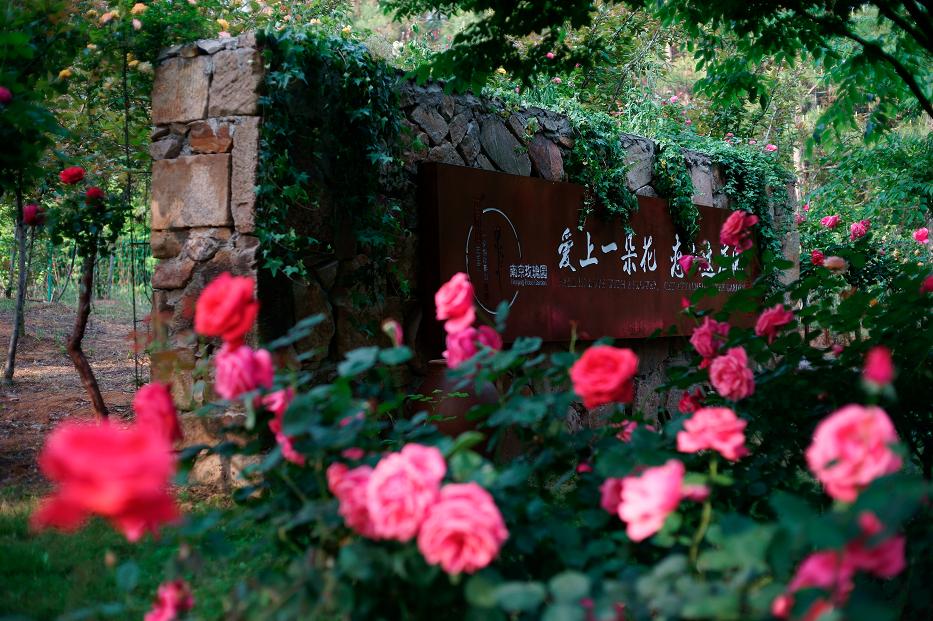 南京溧水千亩玫瑰,南京玫瑰园千亩花海迎来盛花期