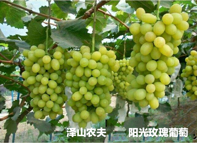 氮、磷、钾—对果树大樱桃的重要性，你用对了吗？