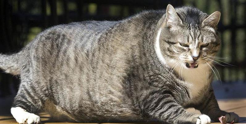 加菲猫长不胖怎么办,加菲猫胖了视频