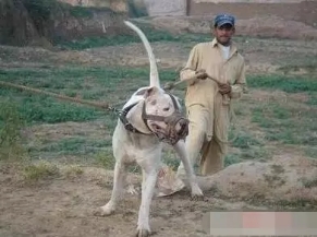 巴基斯坦库达犬多少钱一只,巴基斯坦国家赛冠军库达犬