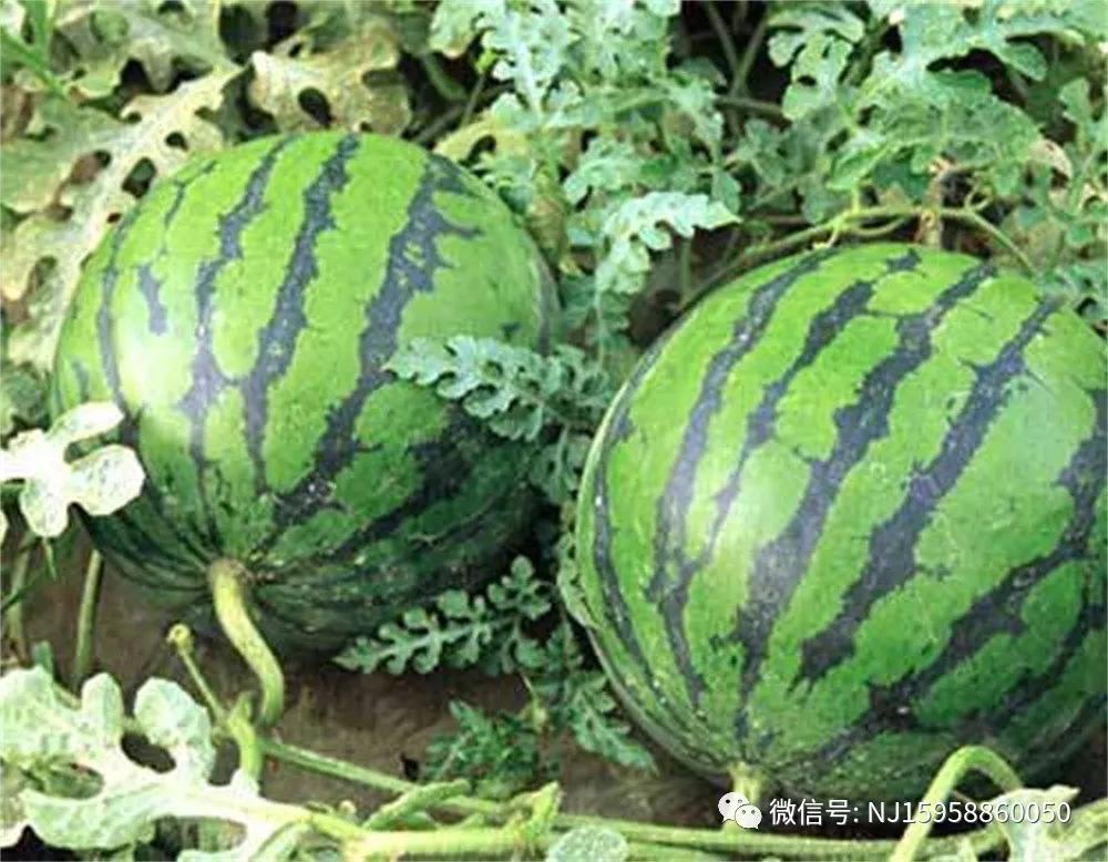 来点不一样的粤语,有关西瓜的酒