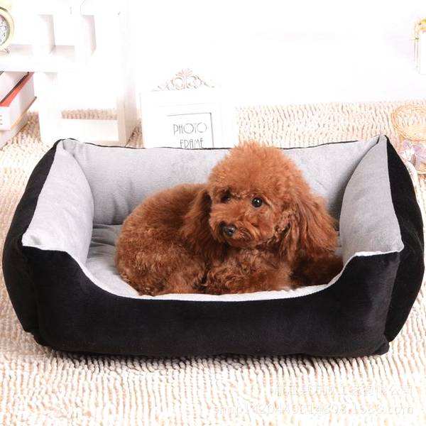 养泰迪的禁忌,泰迪不能吃哪些食物