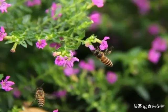 这几种植物越养越值钱,这几种花你养过吗