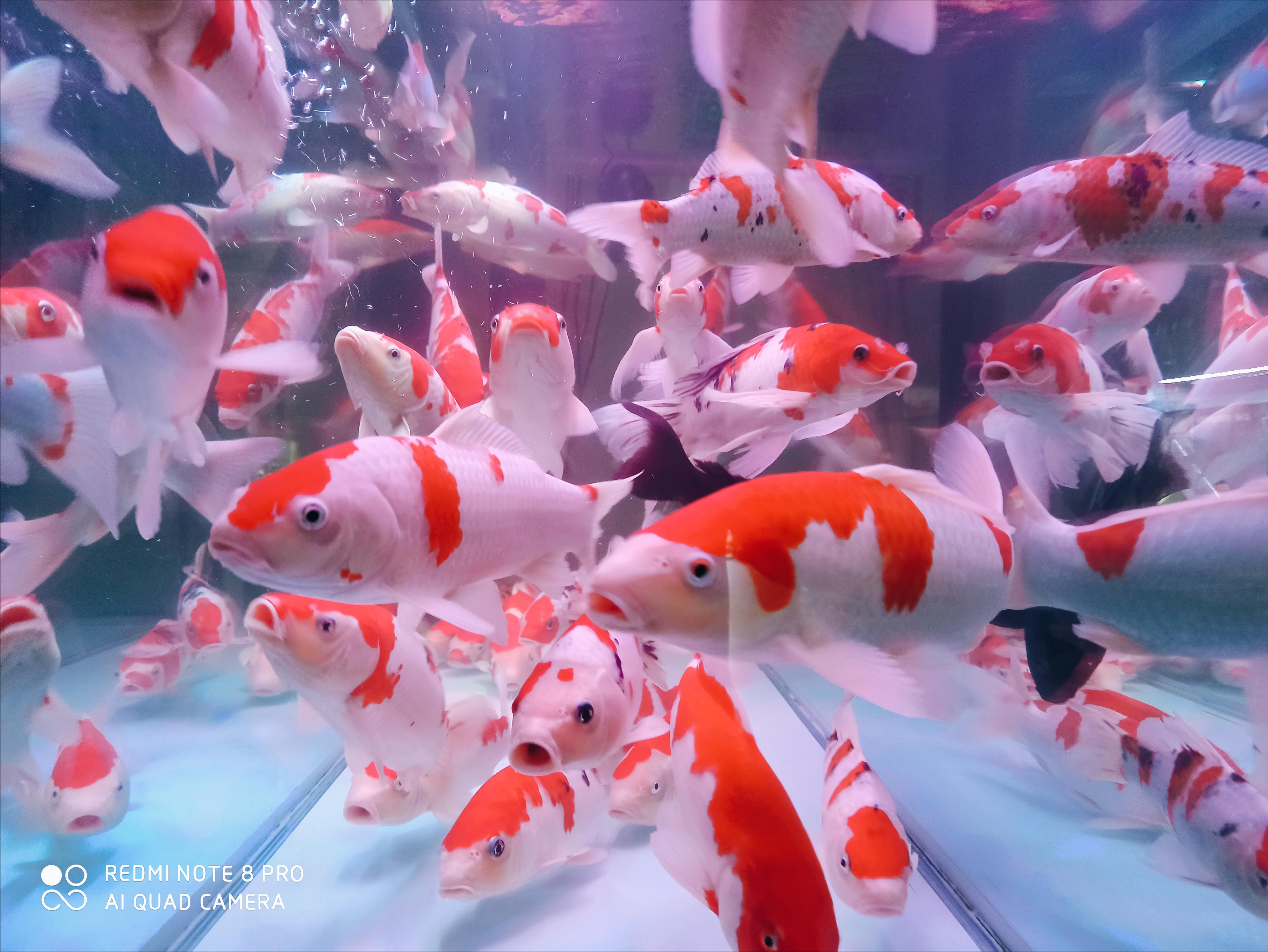 观赏鱼红红火火过大年,刚钓到的锦鲤怎么养才能存活更久