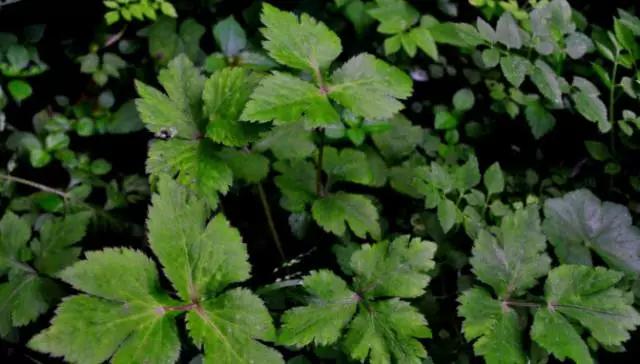 云南特产山货血三七,云南独有的44种野菜