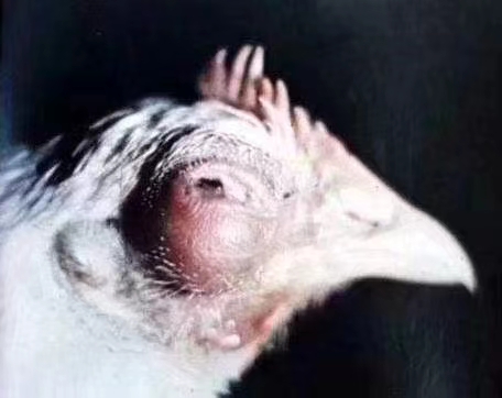 鸡的眼睛瞎了什么病啊,鸡的眼睛瞎了怎么办