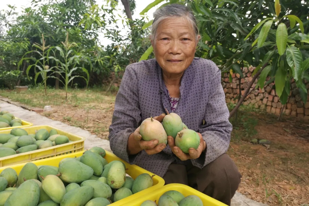 疫情防控造成红薯滞销,疫情突如其来农产品滞销