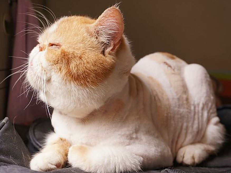 辟谣宠物猫,辟谣猫毛吸入肺里