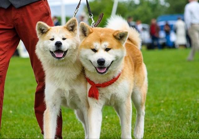 想养秋田犬快来看优缺点分析,想养狗狗幼犬最好养什么狗