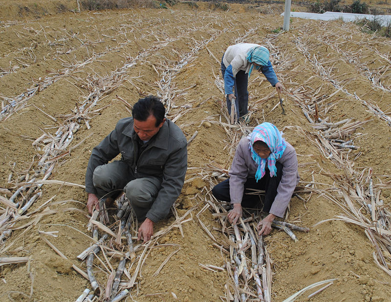 种植甘蔗关键指标,甘蔗种植下去以后注意事项