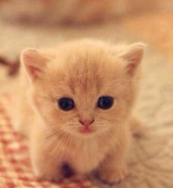 幼猫爱吃饭是为啥,幼猫爱喝水不爱吃猫粮