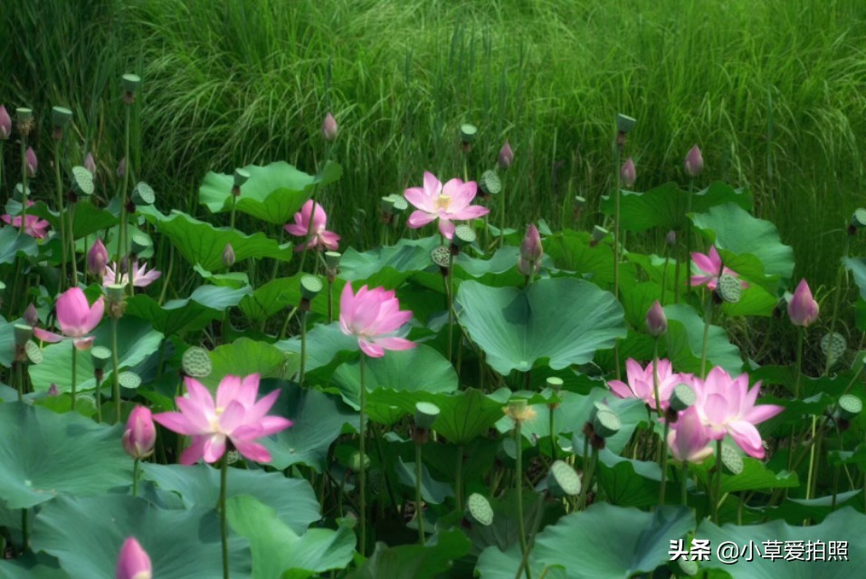 威海羊亭在哪里,威海羊亭花店