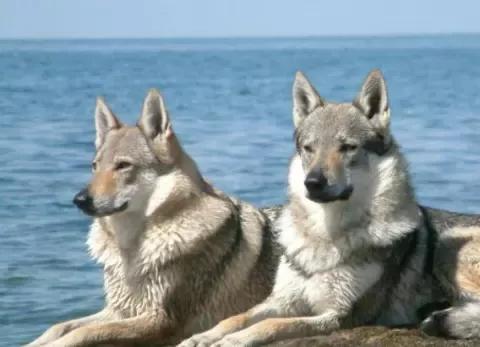 如果遇到恶犬该如何自救,遇到恶犬凶怎么办