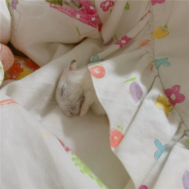 仓鼠怎么养它的寿命才会更长,仓鼠的寿命怎么保持