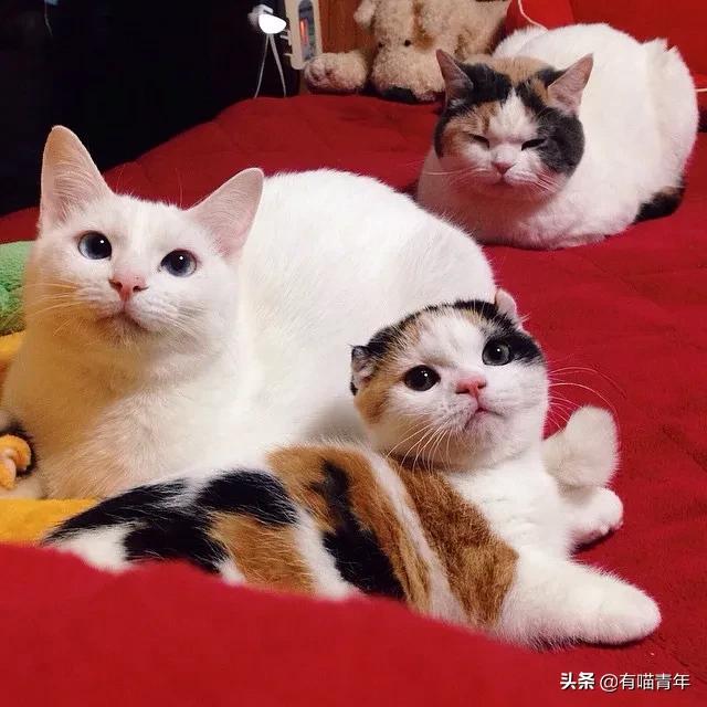 漂亮的三花猫欣赏,最迷人的三花猫